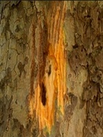 CANCRO COLORATO